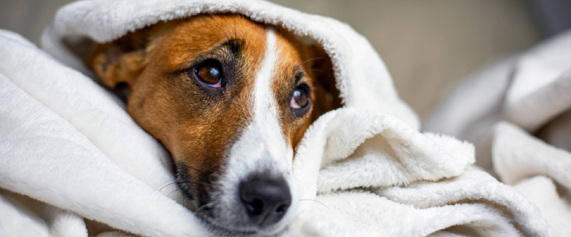 Do dog anxiety outlet vests work